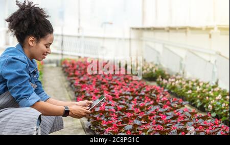 Agriculture management. Girl makes photo of red flowers plantation in greenhouse Stock Photo