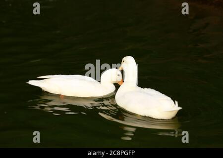 white duck swimming on lake Stock Photo