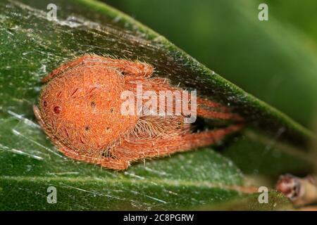 Tropical Orb Weaver spider roosting between Oleander leaves in Houston, TX. Found in the Gulf Coast areas of the USA, Mexico and South America. Stock Photo