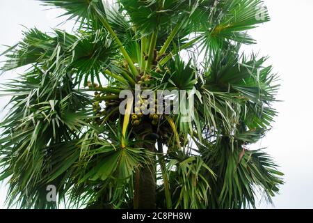 Tal Gas Tal gach. English name: Palmyra-palm, Brab Tree. Habitat :Borassus ...