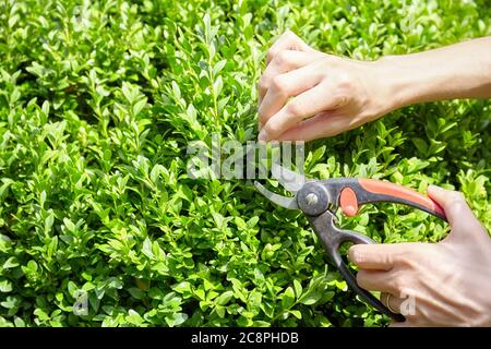 Close up of picture of hands with scissors trimming home garden boxwood hedge. Stock Photo