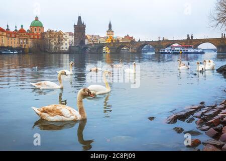 Swans on the Vltava river against the background of Charles Bridge, Prague, Czech Republic. Selective focus. Stock Photo