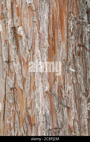 Bark of Bald Cypress (Taxodium distichum) Stock Photo