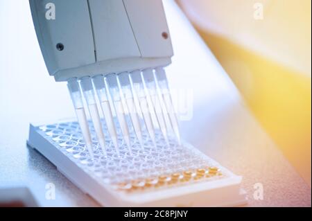 Variable volume multichannel pipette. Medical worker, scientist, laboratory assistant works in the laboratory Stock Photo