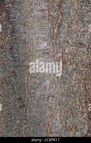 Bark of Italian Alder (Alnus cordata) Stock Photo