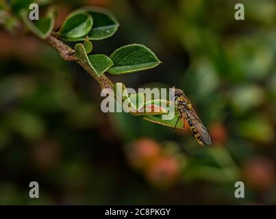Hover fly resting up on a Cotoneaster Leaf in a Norfolk garden. Stock Photo