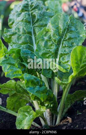 Spinach plant growing in the garden Stock Photo