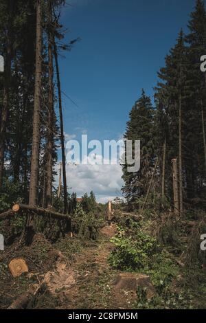 Corridor of fallen trees in the forest after a hurricane - forest clearing Stock Photo