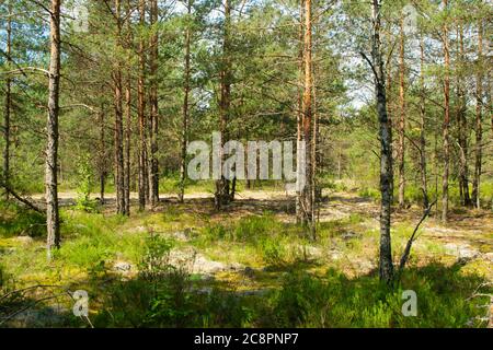 Majestic green pine tree forest landscape, deep natural forest in Belarus Stock Photo