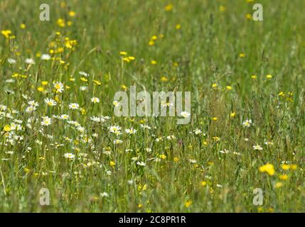 Ox-eye Daisies, Chrysanthemum leucanthemum, growing in field, Worcestershire, UK. Stock Photo