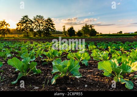 Young cabbage sprouts on the field in rows. Stock Photo