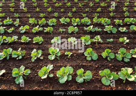 Young cabbage sprouts on the field in rows. Stock Photo