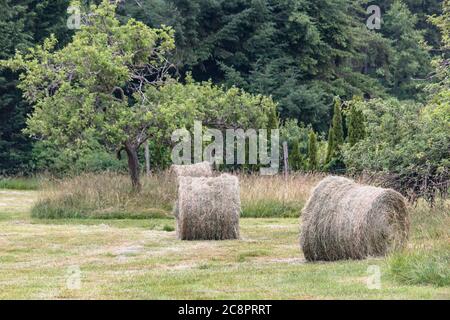 Three large round golden bales of grass hay stand in a row in front of a patch of uncut grass, with a dark green coniferous forest in the background. Stock Photo