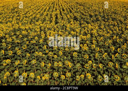 Aerial view of large endless blooming sunflower field in summer from drone pov, high angle view of yellow flower heads in blossom Stock Photo