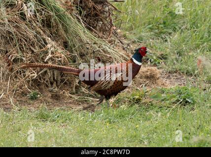 Pheasant, Phasianus colchicus, single adult male walking in field. Worcestershire, UK. Stock Photo