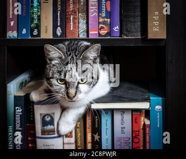 Cute grumpy looking cat poking out of a bookcase filled with books on witch craft Stock Photo