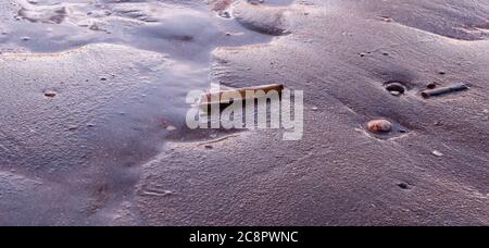 Razor shells and cockle shells on a wet beach at sun set. Long exposure. Stock Photo