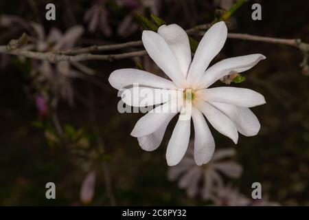 Magnolia Flower (Magnolia kobus var. loebneri 'Leonard Messi') Stock Photo
