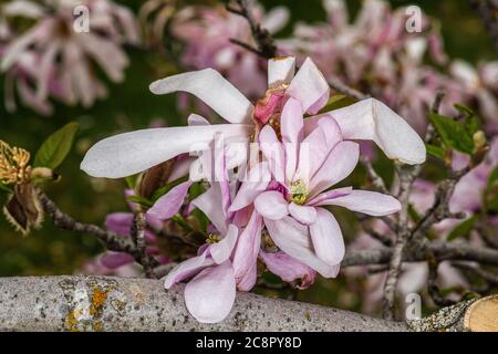 Magnolia Flower (Magnolia kobus var. loebneri 'Ballerina') Stock Photo