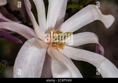 Magnolia Flower (Magnolia kobus var. loebneri 'Ballerina') Stock Photo