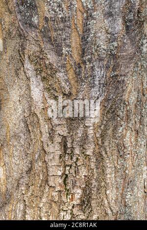 Bark of Pyramidal European Hornbeam (Carpinus betulus 'Fastigiata') Stock Photo