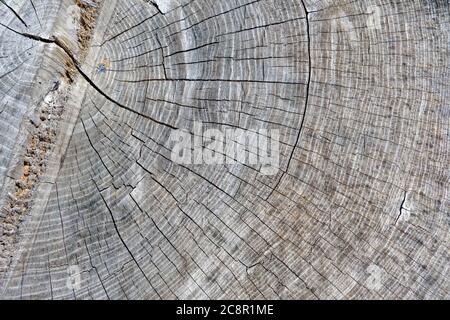 Wood texture. Large tree trunk cut with lots of tiny cracks and grey aged colour. Stump shows the age defining rings of a tree. Stock Photo