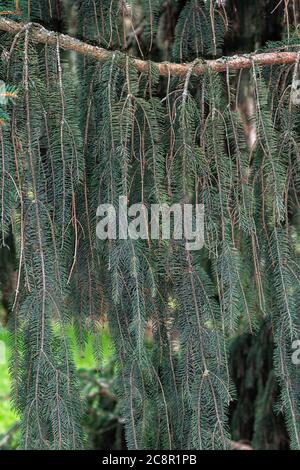 Leaves of Weeping Norway Spruce(Picea abies 'Monstrosa pendula') Stock Photo