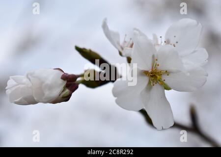 Close up view of white flowers of a cherry tree Stock Photo