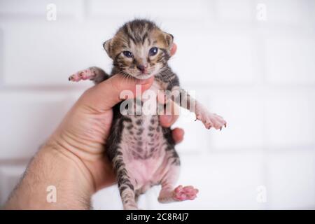2 weeks old baby kitten in hand on an isolated white background Stock Photo