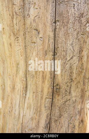 Trunk of dead tree without bark with traces of beetles. Rough natural wooden surface with lines. Wood texture for background. Stock Photo