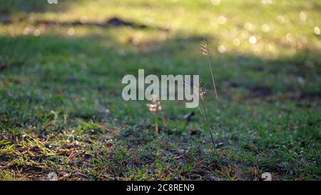 Grass in the field with morning sun. Selective focus. Copy space. Stock Photo