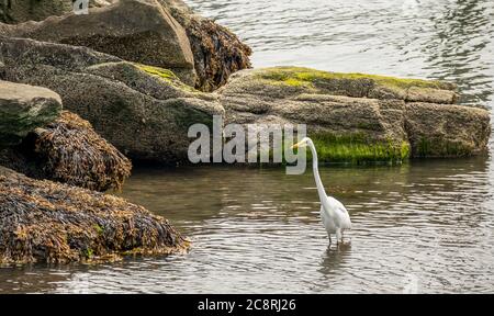 A heron with a long neck and yellow beak standing in the water in front of mossy rocks near Jamestown, Rhode Island Stock Photo