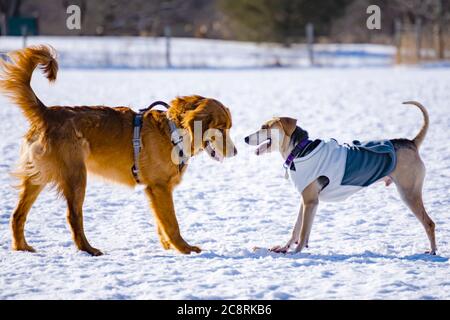 Two dogs playing at the dog park on a winter afternoon. Stock Photo