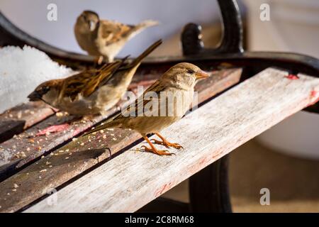 Female House Sparrow on bench with another male and female blurred in the background.