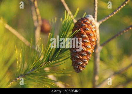 Close up of pine tree with young cone and needles lit by sunset light, Spain Stock Photo
