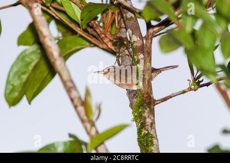 House Wren, Troglodytes aedon, singing in the early morning in the gardens of the Arenal Observatory Lodge in Costa Rica. Stock Photo