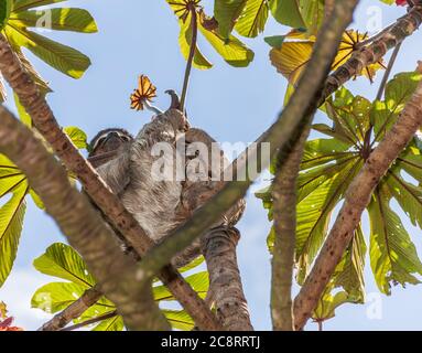 Sloth in Cecropia tree top at InBio biodiversity educational institute in Costa Rica. Stock Photo