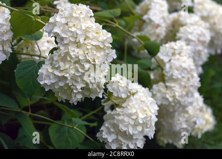 White hortensia flowers (Hydrangea arborescens L.) floweribg in garden Stock Photo