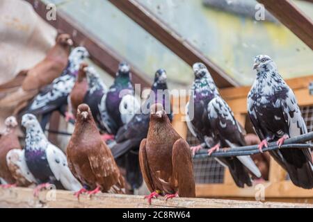 group of homing pigeons resting in a bird house Stock Photo