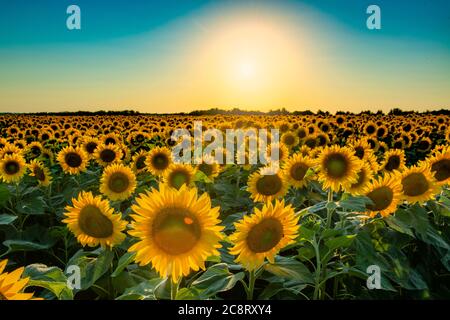 Hot summer sun over sunflower field. Agriculture and sunflower oil producing Stock Photo