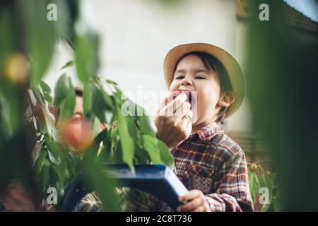 Caucasian boy with hat picking cherries from tree and spending time through green leaves Stock Photo