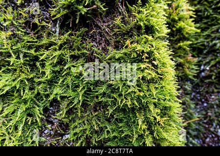 Green vegetation on wet stone. Moss texture, background with copy space Stock Photo