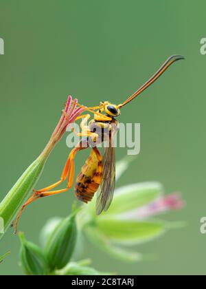 colorful ichneumonid parasitoid wasp, Banchus species, resting underneath a flower bud. From Boundary Bay salt marsh, Delta, British Columbia, Canada Stock Photo