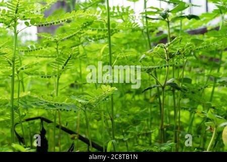 Phyllanthus niruri herb plant and other name, Seed-under-leaf, Phyllanthus amarus Schumach & Thonn. Stock Photo