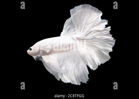 Betta White Plattinum HM Halfmoon plakat Male or Plakat Fighting Fish Splendens on Black Background. Stock Photo