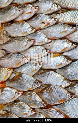 Side view of freshly caught freshwater flat fish with iridescent scales on display for sale in an asian street market.