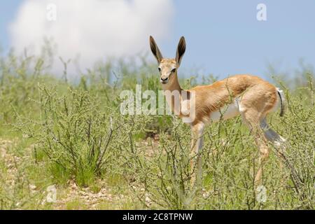 Springbok (Antidorcas marsupialis), young male, standing on rugged ground, alert, Kgalagadi Transfrontier Park, Northern Cape, South Africa, Africa Stock Photo