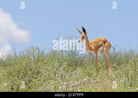 Springbok (Antidorcas marsupialis), young male, standing on rugged ground, alert, Kgalagadi Transfrontier Park, Northern Cape, South Africa, Africa Stock Photo