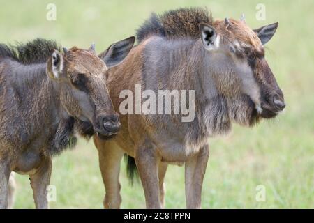 Blue wildebeests (Connochaetes taurinus), two calves, standing in the grass, Kgalagadi Transfrontier Park, Northern Cape, South Africa, Africa Stock Photo