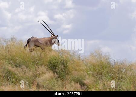 Gemsbok (Oryx gazella), adult, on the grassy sand dune, observing the surroundings, Kgalagadi Transfrontier Park, Northern Cape, South Africa, Africa Stock Photo